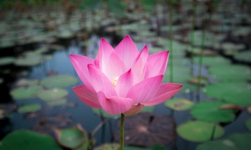 莲花卷的做法